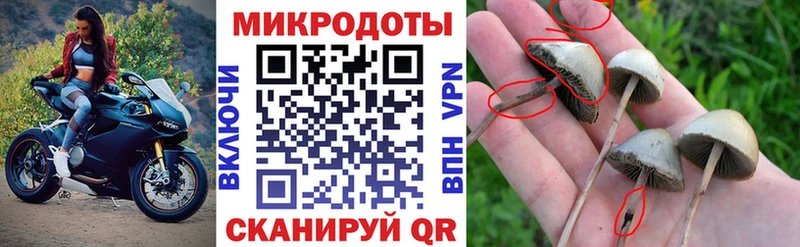 Купить где  Красноуральск  Псилоцибиновые грибы Psilocybine cubensis 
